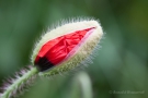 Klatschmohn-Knospe (Papaver rhoeas)