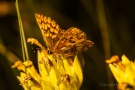 Schlüsselblume (Haemaris lucina) mit Perlbinde