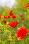 Klatschmohn-Blüte (Papaver rhoeas)