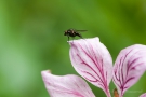 Fliege auf Diptam (Dictamnus albus)