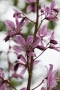 Diptam (Dictamnus albus)
