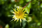 Großer Bocksbart (Tragopogon dubius)