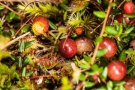 Moosbeeren (Vaccinium oxycoccos) und Sonnentau