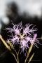 Prachtnelke (Dianthus superbus)