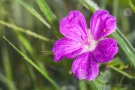 Storchenschnabel (Geranium) mit Tau