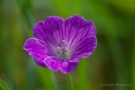 Storchenschnabel (Geranium)