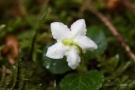 Moosauge (Moneses uniflora)