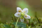 Moosauge (Moneses uniflora)