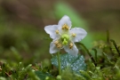 Moosauge (Moneses uniflora)