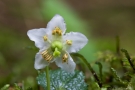 Moosauge (Moneses uniflora)