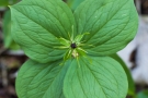Einbeere (Paris quadrifolia)