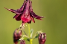 Schwarzviolettes Akelei (Aquilegia atrata)