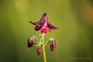 Schwarzviolettes Akelei (Aquilegia atrata)