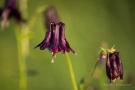 Schwarzviolettes Akelei (Aquilegia atrata)