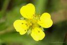 Blutwurz (Potentilla erecta)