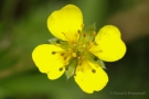 Blutwurz (Potentilla erecta)