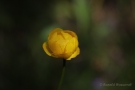 Trollblume (Trollius europaeus)
