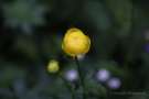 Trollblume (Trollius europaeus)