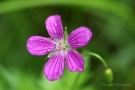 Sumpf-Storchenschnabel (Geranium palustre)