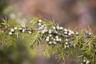 Wachholder (Juniperus)