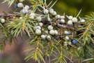 Wachholder (Juniperus)