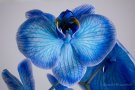 Blaue Schmetterlings-Orchidee