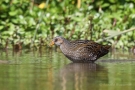 Tüpfelsumpfhuhn (Porzana porzana)