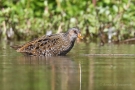Tüpfelsumpfhuhn (Porzana porzana)