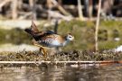 Kleines Sumpfhuhn (Porzana parva) im Bodensee am rechten Rheindamm