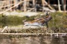 Kleines Sumpfhuhn (Porzana parva) im Bodensee am rechten Rheindamm