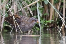 Tüpfelsumpfhuhn (Porzana porzana)