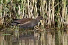 Teichhuhn (Gallinula chloropus)