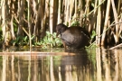 Junges Teichhuhn (Gallinula chloropus)