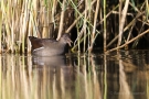 Junges Teichhuhn (Gallinula chloropus)