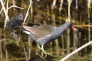 Teichhuhn (Gallinula chloropus) mit Küken