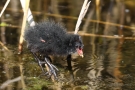 Teichhuhn -Küken (Gallinula chloropus)