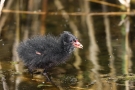 Teichhuhn -Küken (Gallinula chloropus)