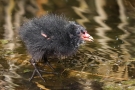 Teichhuhn -Küken (Gallinula chloropus)