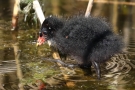 Teichhuhn -Küken (Gallinula chloropus)