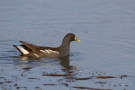 Teichhuhn (Gallinula chloropus) in der Fußnacher Bucht