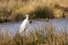 Silberreiher am Rohrdommel-Projekt