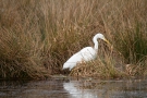 Silberreiher am Rohrdommel-Projekt