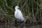 Seidenreiher (Egretta garzetta)