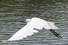Seidenreiher (Egretta garzetta)