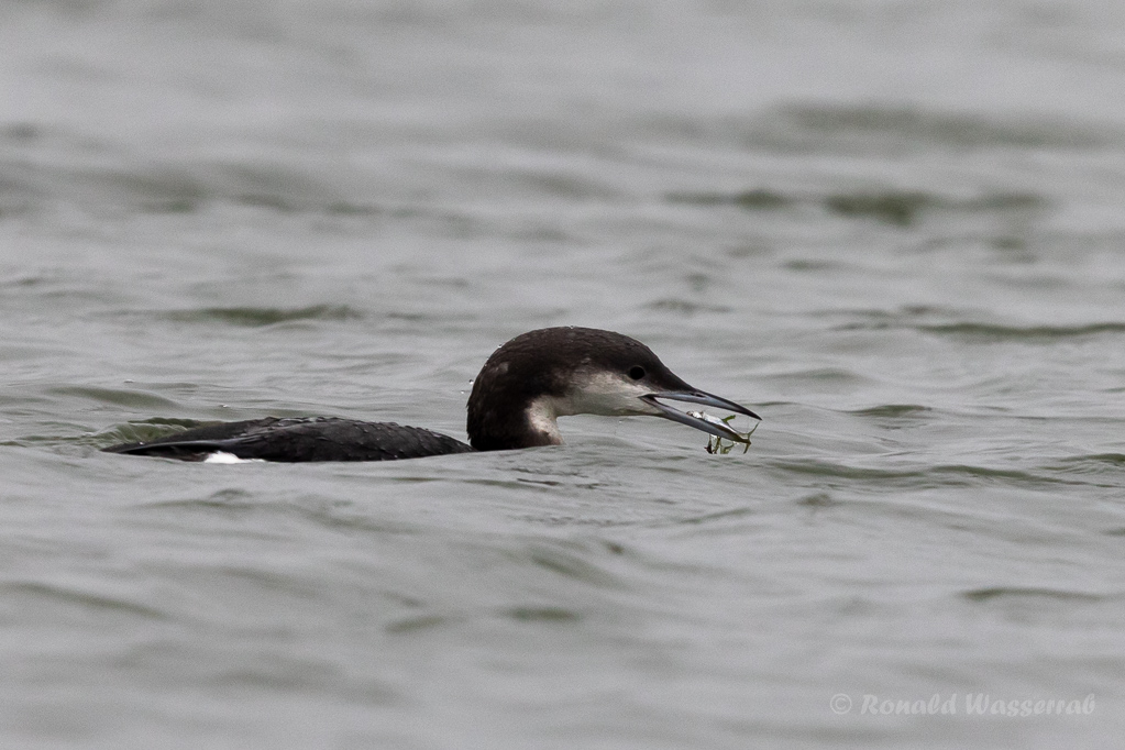 Prachttaucher (Gavia arctica)  mit Beutefisch im Wiebachteich