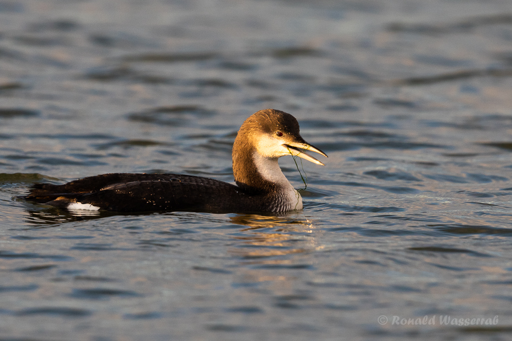 Prachttaucher (Gavia arctica)  im Wiebachteich