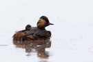 Schwarzhalstaucher (Podiceps nigricollis)  mit Küken