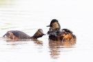 Schwarzhalstaucher (Podiceps nigricollis)  mit Küken