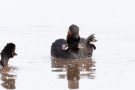 Schwarzhalstaucher (Podiceps nigricollis)  mit Küken