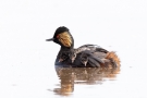 Schwarzhalstaucher (Podiceps nigricollis)  mit Küken